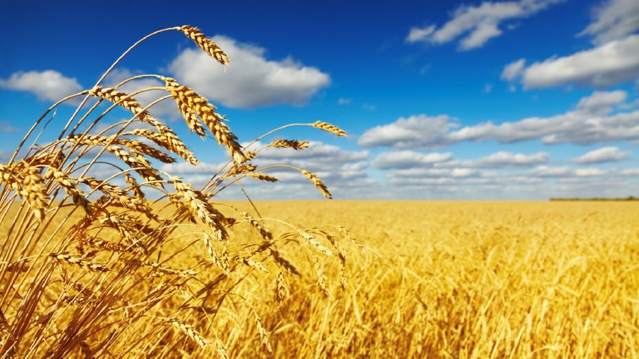 Getreidefeld unter weiß-blauem Himmel