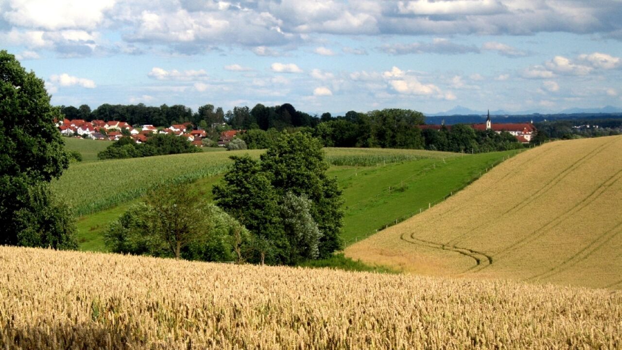 Zangberg Feld Sommer 2